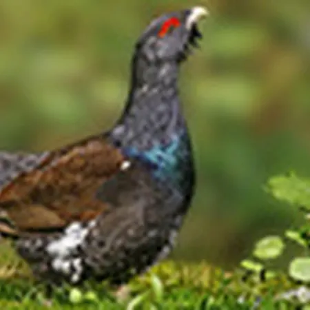 Tiny House Paradies 度假居 *