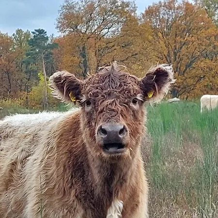 度假居 Tiny House Paradies 武斯特马克