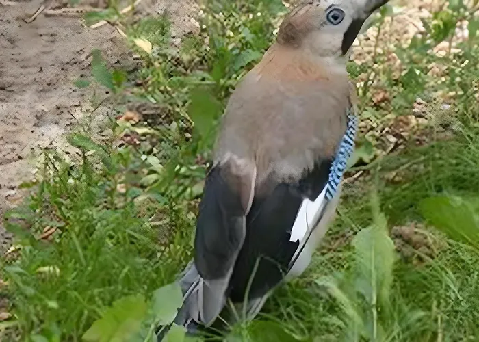 Feriehus Tiny House Paradies Wustermark