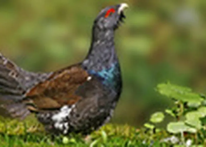 Tiny House Paradies Feriehus *