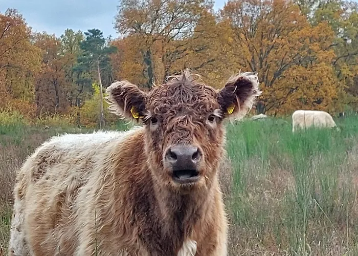 Feriehus Tiny House Paradies Wustermark